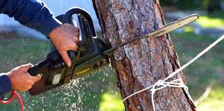 Best Commercial Tree Services  in Briarcliff, TX