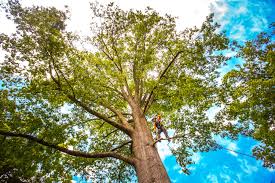 Best Tree and Shrub Care  in Briarcliff, TX