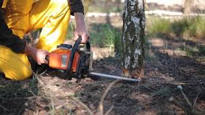 Best Tree Maintenance Programs  in Briarcliff, TX