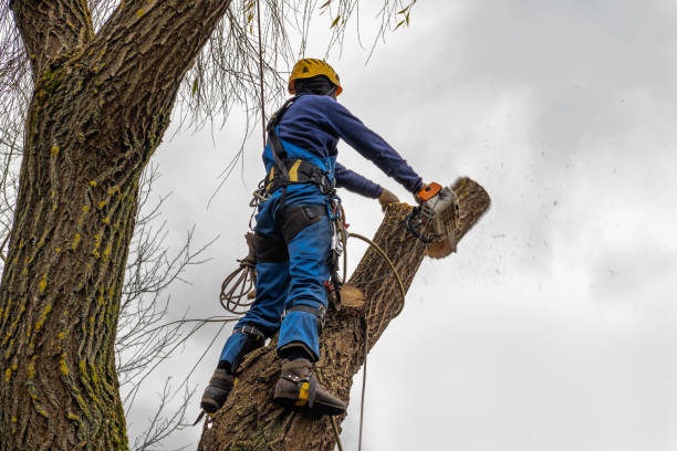 Best Firewood Processing and Delivery  in Briarcliff, TX