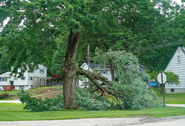 Best Stump Grinding and Removal  in Briarcliff, TX